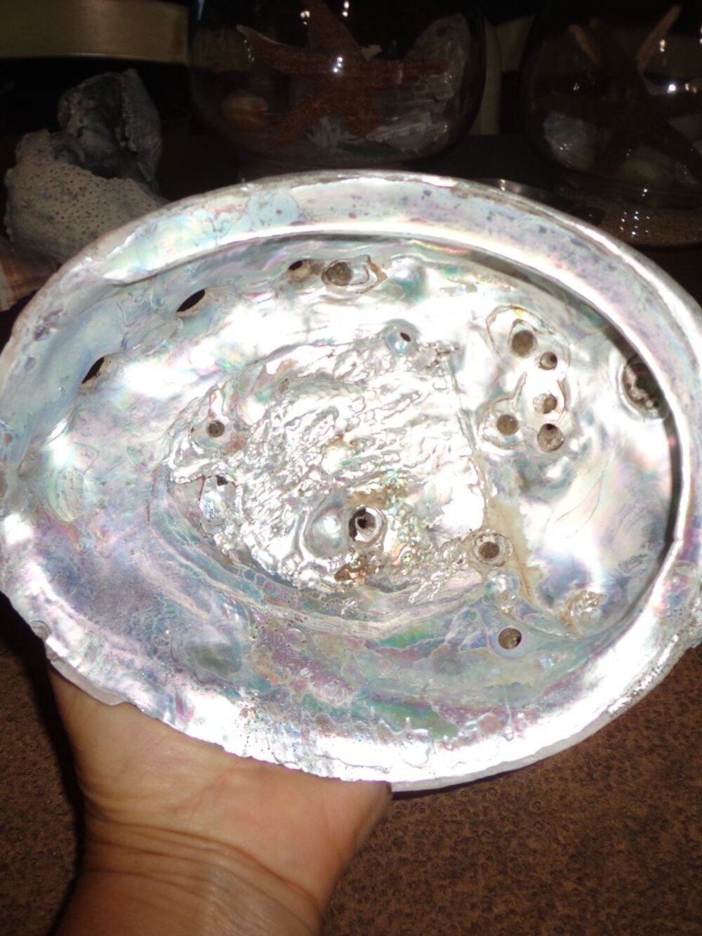Sea Shell Authentic Silver Azule Abalone 7" Nature's Beauty